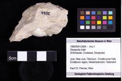 Foto (Objekt + Etiketten) von Decapoda indet. 